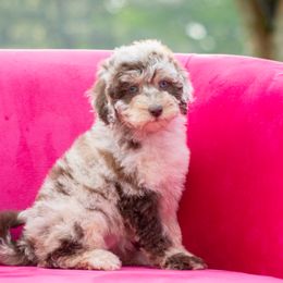 Aussiedoodles from Dani's Dandy Doodles