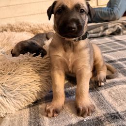 Treasure - Wheaten male Irish Wolfhound puppy in Uintah County, Utah from Bingo's Wolfhounds, Lollipop Pomskies