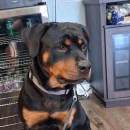 Freyja - Rottweiler