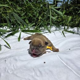 Leonidas - Blue fawn male American Bully puppy in Perryville, Maryland from Household 6 Bullies, LLC