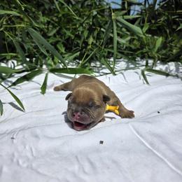 Leonidas - Blue fawn male American Bully puppy in Perryville, Maryland from Household 6 Bullies, LLC
