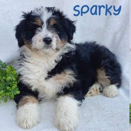 Aussiedoodles, Bernedoodles, Cavapoos, Goldendoodles, and Labradoodles from Mini Goldendoodles of Cape Cod