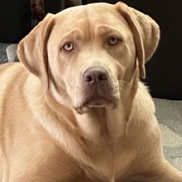 MAGGIE - Labrador Retriever