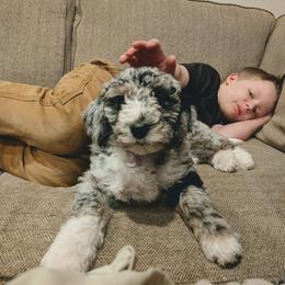 Dottie - Blue merle female Aussiedoodle puppy in Yacolt, Washington from Aussiedoodles by Maggie