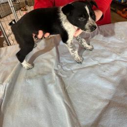Puppy 2 - Black female Border Collie puppy in Watkinsville, Georgia from Flat Rock Dogs
