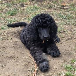 Lucian - Phantom male Poodle puppy in New York from Powder Puff Poodles