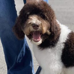 Goldendoodles from North Coast Doodles