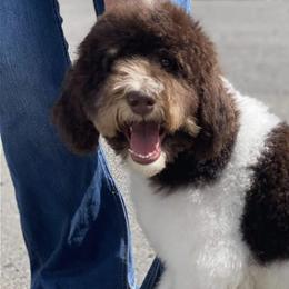 Goldendoodles from North Coast Doodles