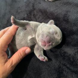 Girl 1 - Blue female French Bulldog puppy in Bolingbrook, Illinois from Flores Frenchies