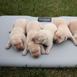 Labrador Retriever Puppies from Richard Hursh's Labrador Retrievers