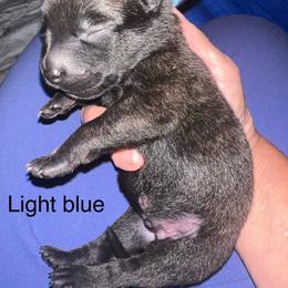 Light Blue - Black brindle male Dutch Shepherd puppy in Raceland, Louisiana from Fontana Farm