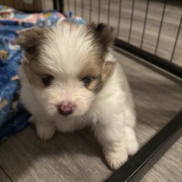 Pomeranian Puppies from Wickedly Cute Puppies