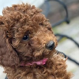 Poodles from Patriot Red Poodles