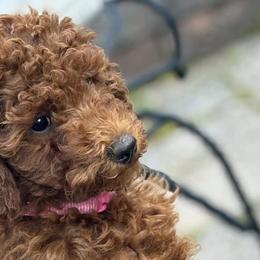 Poodles from Patriot Red Poodles