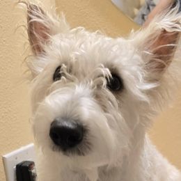 Chewy - Scottish Terrier