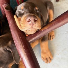 Doberman Pinscher Puppies from Devoted Doberman