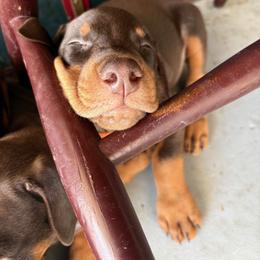 Doberman Pinscher Puppies from Devoted Doberman