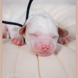 Bubba - Red and white male Cockapoo puppy in Connersville, Indiana from Deaz Doodle Ranch