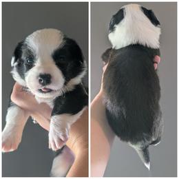 Will - Black and white male Cardigan Welsh Corgi puppy in Garrett, Indiana from Chloe's Colorful Corgis