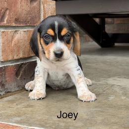 Joey - Black tan and bluetick male Beagle puppy in Mansfield, Missouri from Rippee Creek Kennel
