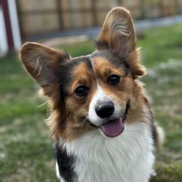 Sophie - Pembroke Welsh Corgi