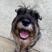 Honor - Standard Schnauzer