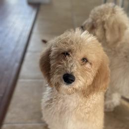 Goldie girl - Apricot female Goldendoodle puppy in Quitman, Texas from Wright Doodles