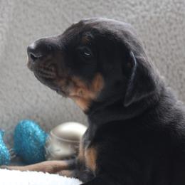 Doberman Pinscher puppies from Dobies of WV