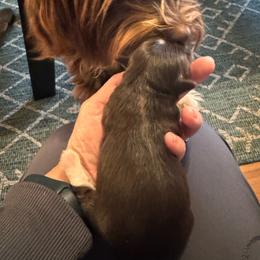 Baby Girl Lucy - Chocolate female Havanese puppy in Manteca, California from Happy Havanese Gems