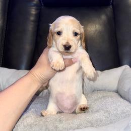 Bo peep - Piebald female Dachshund puppy in Ceres, California from Rockin' M’s LilBitty Dachshunds (LBD)