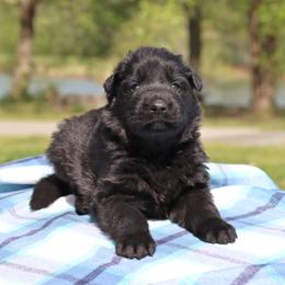 First pick boy - Black male German Shepherd puppy in Elkmont, Alabama from Oakmont Shepherds