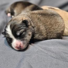 Girl 3 (name TBD) - Wolf sable female Pomsky puppy in Southern California, California from SoCal Pomskies LLC