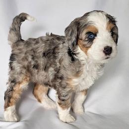 Dusty - Blue merle female Bernedoodle puppy in Glenford, Ohio from Mi-De Doodles
