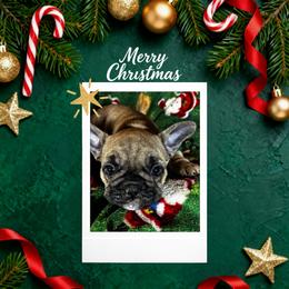 Cora - Fawn female French Bulldog puppy in Neenah, Wisconsin from Mimosa Acres French Bulldogs LLC