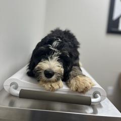 Ares - male Australian Mountain Doodle puppy in Travelers Rest, South Carolina from Upstate Aussie Mountain Doodles