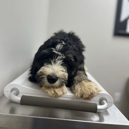 Ares - male Australian Mountain Doodle puppy in Travelers Rest, South Carolina from Upstate Aussie Mountain Doodles