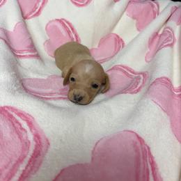 Monty - Cream male Dachshund puppy in Lake City, Florida from My Ditzy Doxies of Florida