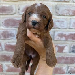 Blaze - Red female Cavapoo puppy in Roseville, California from Lipscomb Doodles