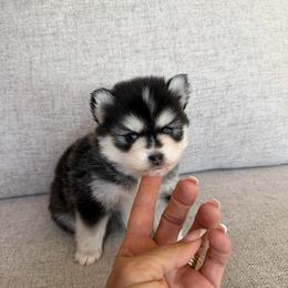 Titan - Black and white male Pomsky puppy in Cave Creek, Arizona from Arizona Luxury Pomskies