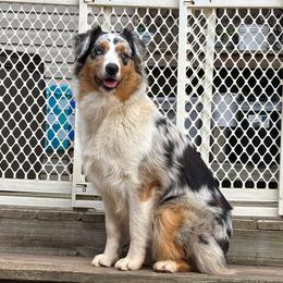 Jodi - Australian Shepherd