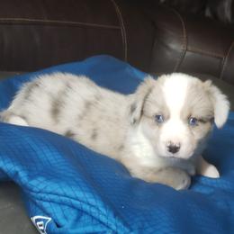 Chester - Brindle merle and white male Cardigan Welsh Corgi puppy in Myton, Utah from Cardigan Corgi Cuties 💓