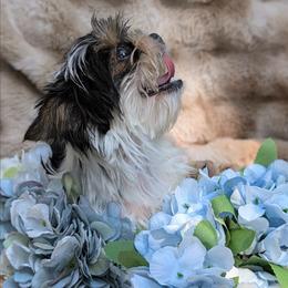 Gigi - Parti female Yorkshire Terrier puppy in Twin City, Georgia from Cypress Creek Yorkies