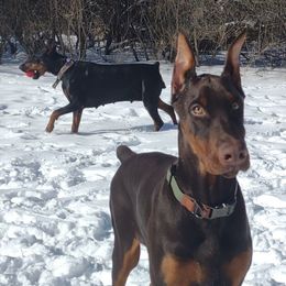 Dually - Doberman Pinscher puppy from Dom Feliksa Dobermanns