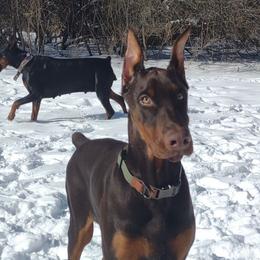 Dually - Doberman Pinscher puppy from Dom Feliksa Dobermanns