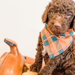 Boy 3 - Goldendoodle puppy in Valley Center, California from AweStrunk Farms
