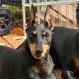 Manchester Terriers from Linda Sansom's Manchester Terriers