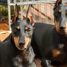Manchester Terriers from Linda Sansom's Manchester Terriers