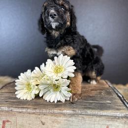 Bernedoodle Puppies from Bernedoodles of Florida