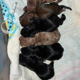 Dachshund Puppies from Camacho_Dachshunds