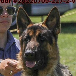 Kyle - German Shepherd